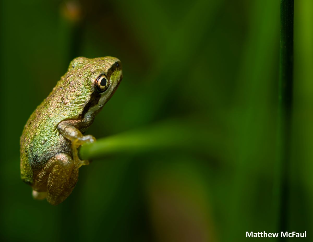 A close-up of a green Pacific chorus frog hanging onto a plant.